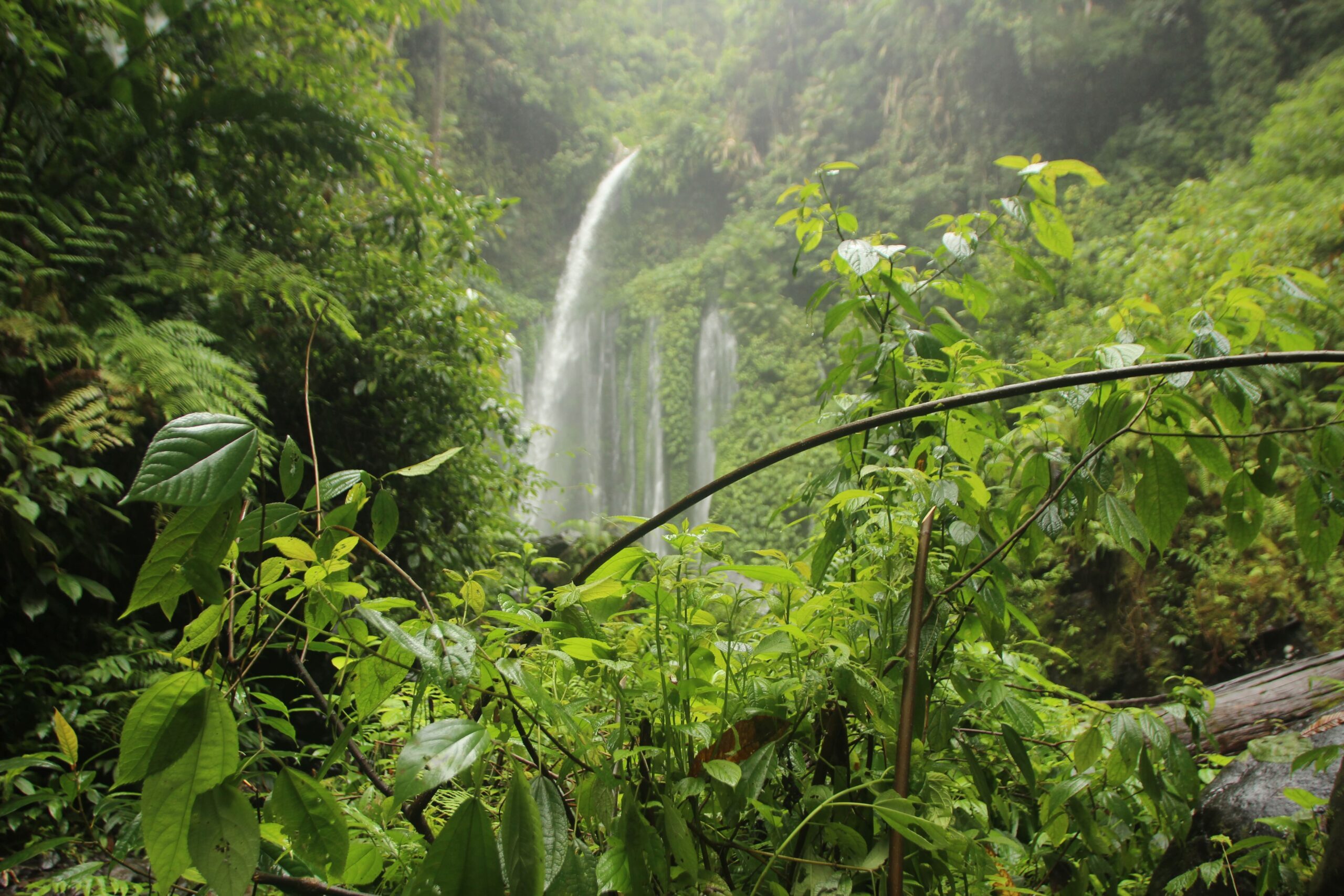 Desafios do Desenvolvimento Sustentável na Amazônia